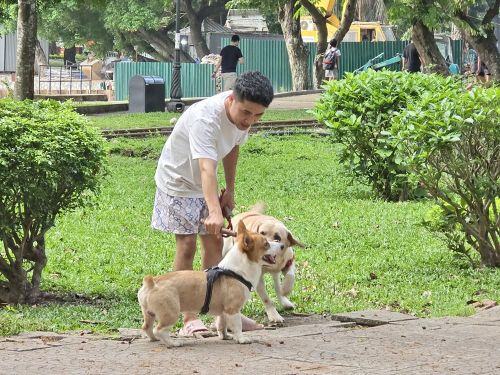 Không hiếm gặp cảnh "luyện chó" tại Công viên Thống Nhất