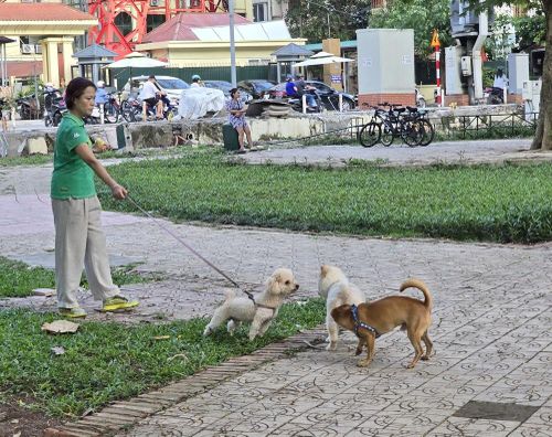 Chó được thả rông, hoặc có người dắt thì không đeo rọ mõm