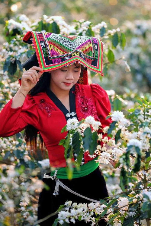 Hoa cà phê nở rộ tạo khung cảnh nên thơ, lãng mạn khắp triền đồi ở xã Chiềng Mai, tỉnh Sơn La thu hút các bạn trẻ đến tham quan, chụp ảnh, trải nghiệm. Ảnh: Quang Quyết - TTXVN