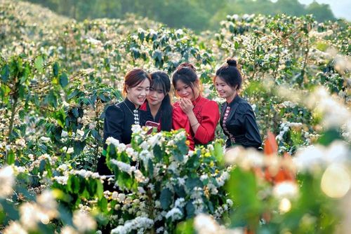 Hoa cà phê nở rộ tạo khung cảnh nên thơ, lãng mạn khắp triền đồi ở xã Chiềng Mai, tỉnh Sơn La thu hút các bạn trẻ đến tham quan, chụp ảnh, trải nghiệm. Ảnh: Quang Quyết - TTXVN