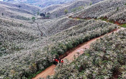 Hoa cà phê nở rộ tạo khung cảnh nên thơ, lãng mạn khắp triền đồi ở xã Chiềng Mai, tỉnh Sơn La. Ảnh: Quang Quyết - TTXVN
