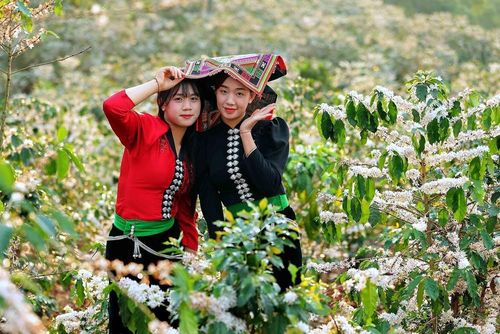 Hoa cà phê nở rộ tạo khung cảnh nên thơ, lãng mạn khắp triền đồi ở xã Chiềng Mai, tỉnh Sơn La thu hút các bạn trẻ đến tham quan, chụp ảnh, trải nghiệm. Ảnh: Quang Quyết - TTXVN