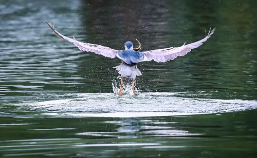 Cá thể chim bay thấp trên mặt hồ Gươm, phía xa là cầu Thê Húc.
