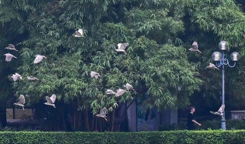 Từ sáng sớm đến chiều muộn, từng đàn chim liên tục chao liệng, kiếm ăn, tạo nên khung cảnh thiên nhiên hiếm thấy giữa trung tâm Thủ đô đông đúc.