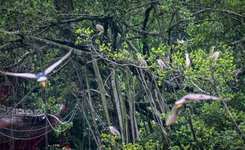 Nhiều cá thể chim hoang dã trú ngụ trên các tán cây xanh quanh hồ Gươm, tạo nên khung cảnh sinh thái hiếm gặp giữa trung tâm Hà Nội.