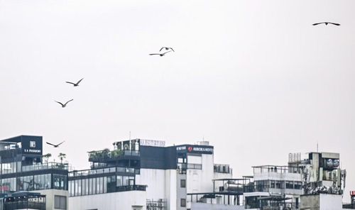 Những ngày đầu Hè, nhiều loài chim hoang dã như cò, vạc, diệc… bay lượn, săn mồi và trú ngụ trên các tán cây xanh quanh đảo Ngọc trong không gian bình yên khu vực trung tâm Thủ đô.