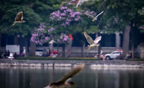  Theo ghi nhận của phóng viên Báo Nhân Dân, những ngày qua, quần thể chim xuất hiện quanh hồ khá đa dạng với nhiều loài như cò xanh, diệc, vạc… tập trung nhiều tại khu vực Đền Ngọc Sơn, Tháp Rùa và các cụm cây xanh ven hồ. 