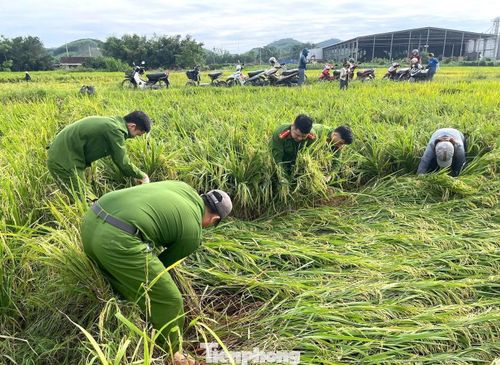 Trước tình hình đó, với tinh thần “Vì Nhân dân phục vụ”, lực lượng công an các xã đóng trên địa bàn đã nhanh chóng huy động cán bộ, chiến sĩ xuống cơ sở hỗ trợ người dân cứu lúa sau thiên tai.