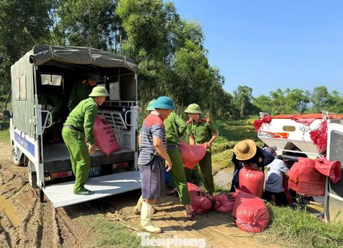 Tại xã Thành Bình Thọ, sau khi hỗ trợ người dân lợp lại mái nhà tốc mái do dông lốc, lực lượng công an xã tiếp tục xuống đồng giúp bà con thu gom, bốc vác và vận chuyển lúa bằng xe chuyên dụng về tận nhà.