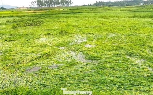 Những ngày đầu tháng 5, các đợt dông lốc kèm theo mưa đá, gió giật mạnh liên tiếp xảy ra tại nhiều địa phương ở tỉnh Nghệ An đã gây thiệt hại nặng nề về nhà cửa, hoa màu của người dân. Nhiều diện tích lúa đang chuẩn bị thu hoạch bị gió quật ngã rạp xuống ruộng, nếu không khẩn trương khắc phục sẽ dễ bị thối hỏng, giảm năng suất.