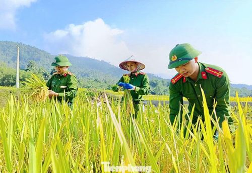 Hình ảnh người chiến sĩ công an lội ruộng dựng lúa, gặt lúa cùng dân không chỉ làm đẹp thêm hình ảnh lực lượng công an cơ sở mà còn tiếp tục khẳng định tinh thần gần dân, hết lòng phục vụ Nhân dân.