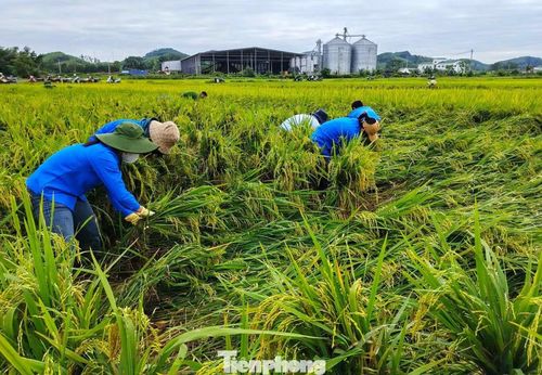 Không riêng lực lượng công an, nhiều tổ chức đoàn thể tại cơ sở cũng đồng loạt vào cuộc. Tại thôn Khai Sơn 1, xã Yên Xuân, Ban Công tác Mặt trận cùng các hội nông dân, phụ nữ, đoàn thanh niên và công an xã đã hỗ trợ gia đình chị Hoàng Thị Hiền buộc lại diện tích lúa bị lốc xoáy làm đổ ngã.