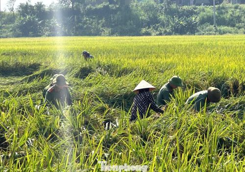 Tại xã Xuân Lâm, những ngày qua Công an xã đã huy động đoàn viên thanh niên cùng cán bộ, chiến sĩ trực tiếp xuống xóm 2 giúp các hộ dân dựng lại những diện tích lúa bị đổ gãy sau trận mưa lốc ngày 3/5.