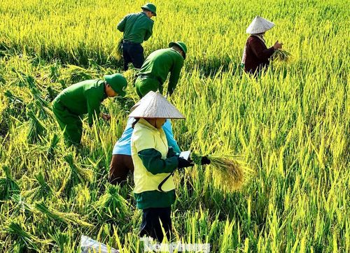 Ông Tuyết là thương binh hạng 3/4, tuổi cao, hoàn cảnh khó khăn, con cái đi làm ăn xa nên thiếu nhân lực lao động trong mùa gặt. Trước nguy cơ mưa lớn tiếp tục xảy ra, các cán bộ, chiến sĩ công an xã đã xuống đồng gặt lúa, bó lúa rồi vận chuyển qua sông về tận nhà cho gia đình.