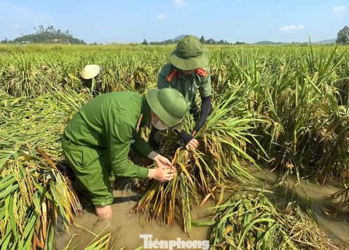 Dưới cái nắng đầu hè gay gắt, màu áo xanh của các chiến sĩ công an nổi bật giữa cánh đồng vàng đã trở thành điểm tựa tinh thần cho người dân. Nhiều hộ dân xúc động khi chỉ sau vài giờ, những ruộng lúa ngã rạp đã được dựng dậy ngay ngắn, giảm thiểu đáng kể nguy cơ thiệt hại.