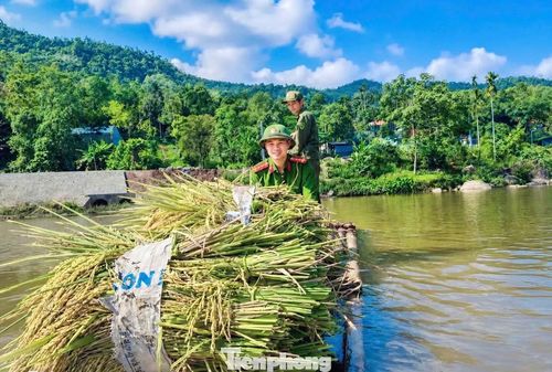 Sau khi thu hoạch, lúa được các cán bộ chiến sĩ công an vận chuyển qua sông, đưa về tận nhà gia đình ông Tuyết.