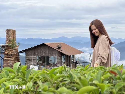 Du khách trải nghiệm tại Đồi chè Cầu Đất (phường Xuân Trường-Đà Lạt, tỉnh Lâm Đồng). (Ảnh: TTXVN phát)