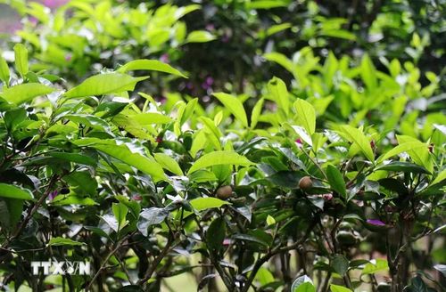 Những búp chè ô long tại đồi chè Cầu Đất (phường Xuân Trường - Đà Lạt, tỉnh Lâm Đồng). (Ảnh: Nguyễn Thành/TTXVN)