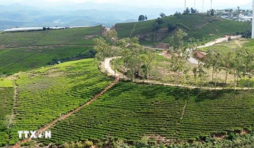 Đồi chè Cầu Đất tại phường Xuân Trường - Đà Lạt (Lâm Đồng). (Ảnh: Nguyễn Thành/TTXVN)