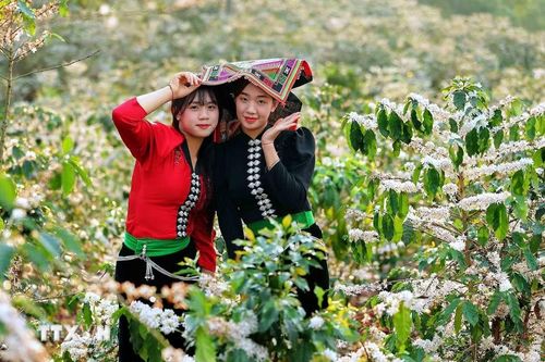 Hoa càphê nở rộ tạo khung cảnh nên thơ, lãng mạn khắp triền đồi ở xã Chiềng Mai, tỉnh Sơn La thu hút các bạn trẻ đến tham quan, chụp ảnh, trải nghiệm. (Ảnh: Quang Quyết/TTXVN)
