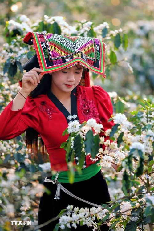 Hoa càphê nở rộ tạo khung cảnh nên thơ, lãng mạn khắp triền đồi ở xã Chiềng Mai, tỉnh Sơn La thu hút các bạn trẻ đến tham quan, chụp ảnh, trải nghiệm. (Ảnh: Quang Quyết/TTXVN)