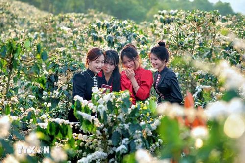 Hoa cà phê nở rộ tạo khung cảnh nên thơ, lãng mạn khắp triền đồi ở xã Chiềng Mai, tỉnh Sơn La thu hút các bạn trẻ đến tham quan, chụp ảnh, trải nghiệm. (Ảnh: Quang Quyết - TTXVN)