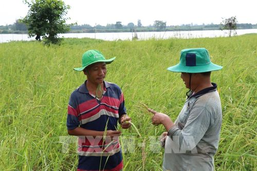 Lúa mùa nổi có khả năng vươn thân theo mực nước lũ dâng cao, thích nghi tự nhiên với điều kiện ngập sâu vùng đầu nguồn Đồng bằng sông Cửu Long. Ảnh: Thanh Sang-TTXVN