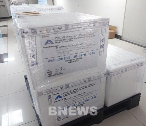 1,1 triệu liều vaccine viêm da nổi cục của Công ty cổ phần AVAC Việt Nam được xuất khẩu sang Hàn Quốc. Ảnh: Bích Hồng/Bnews/vnanet.vn
