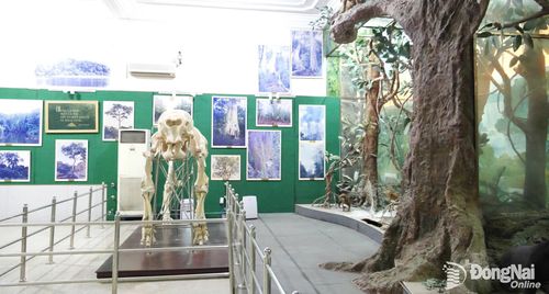 Mô hình tái hiện hệ sinh thái rừng và các mẫu vật động vật được giới thiệu tại Bảo tàng Đồng Nai. Ảnh: Tiến Dũng