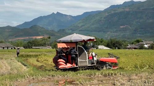 Máy gặt liên hợp hoạt động hết công suất trên cánh đồng phường Nghĩa Lộ, góp phần đẩy nhanh tiến độ thu hoạch lúa vụ xuân và giải phóng đất cho sản xuất vụ mùa.