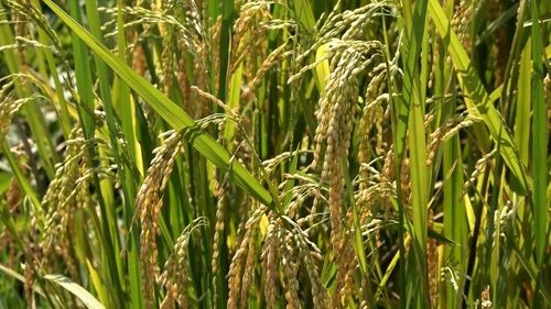 Những bông lúa chín vàng, trĩu hạt trên cánh đồng phường Nghĩa Lộ báo hiệu một vụ xuân đạt năng suất, tạo khí thế cho nông dân bước vào vụ mùa mới.