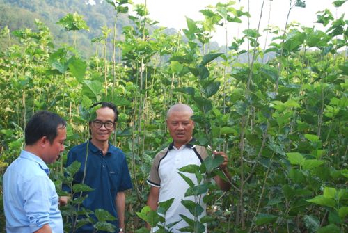 Toàn tỉnh ngày càng nâng cao giá trị “lá phổi xanh” dâu tằm