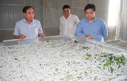 Nuôi tằm trong nhà lạnh đạt hiệu quả kinh tế cao trong vùng đất đá núi lửa xã K’rông Nô
