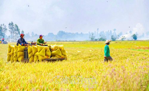  Sản lượng lúa của tỉnh Cà Mau tính đến tháng 4/2026 duy trì ổn định ở mức trên 1 triệu tấn, góp phần đảm bảo an ninh lương thực.