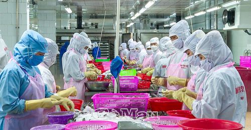 Hoạt động sản xuất tại các nhà máy thủy sản diễn ra khẩn trương, đưa sản lượng tôm chế biến lũy kế 4 tháng đạt hơn 123.500 tấn