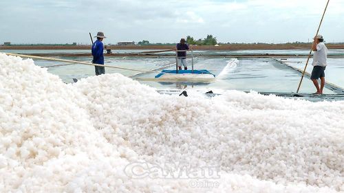 Diêm nghiệp Cà Mau thắng lớn với sản lượng muối thu hoạch tăng đột biến, hơn 60% so với cùng kỳ năm trước.