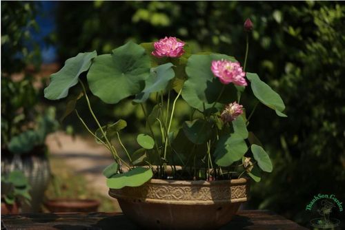 Các giống sen hiện nay cũng rất đa dạng về màu sắc.. Ảnh: Thanh Sơn.