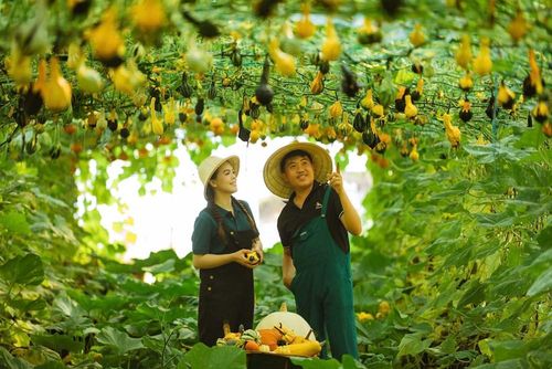 Hoạt động du lịch trải nghiệm góp phần giúp lượng khách đến Quảng Ngãi tăng mạnh trong 4 tháng đầu năm