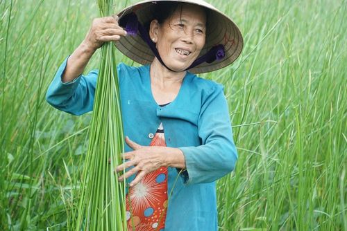 Những cánh đồng trồng cói trải dài ven sông Thu Bồn, là nguyên liệu chính dệt chiếu