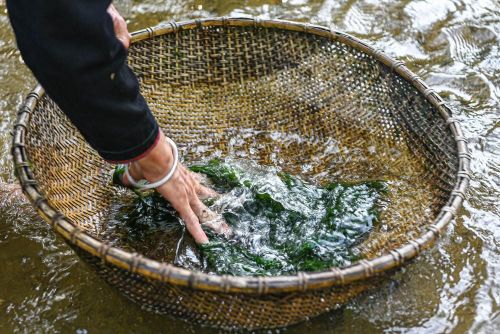 Rêu đá là món ăn quen thuộc đã có từ lâu tại vùng cao xứ Tuyên. Ảnh: Khánh Linh
