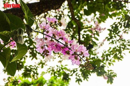 Chùm hoa bằng lăng bung nở dưới nắng hè, mang vẻ đẹp nhẹ nhàng đặc trưng của tháng 5.