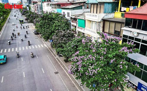 Từ trên cao, những hàng bằng lăng tím khiến tuyến phố ở Hà Nội trở nên mềm mại hơn giữa nhịp sống đô thị.