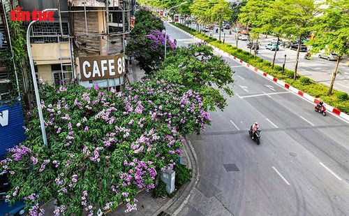Những hàng bằng lăng nở rộ dọc tuyến phố, tạo nên khung cảnh thơ mộng cho Thủ đô.