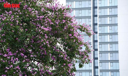 Sắc tím bằng lăng nổi bật bên những tòa nhà cao tầng ở Hà Nội.