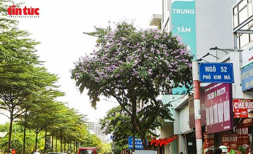 Một cây bằng lăng nở rộ trên phố Kim Mã, tạo điểm nhấn giữa không gian đô thị.