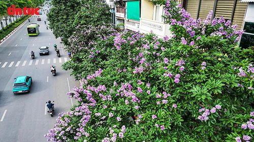 Hoa bằng lăng nở dầy trên các tán cây ven đường, nhuộm tím góc phố dịp đầu hè.