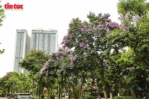 Những hàng bằng lăng nở rộ tạo điểm nhấn dịu dàng giữa không gian đô thị hiện đại của Hà Nội.