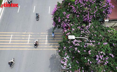 Nhìn từ trên cao, hoa bằng lăng phủ tím góc phố giữa dòng phương tiện qua lại trên đường phố Hà Nội.