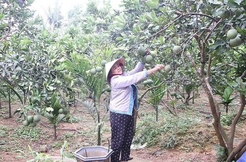 Chuyển đổi đất trồng cây kém hiệu quả sang trồng cây ăn quả hàng hóa góp phần giảm nghèo bền vững tại xã Minh Sơn.