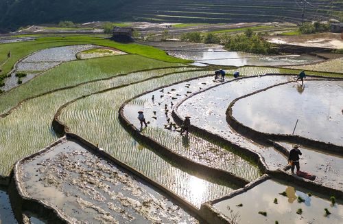 Những ruộng mạ xanh xen ruộng mới cày bừa chờ cấy lúa trông đẹp như tranh.